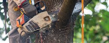 Trusted Lemoyne, PA  Tree Services Experts